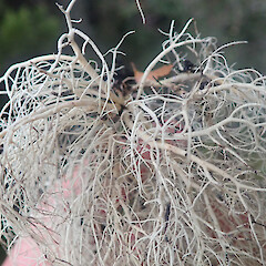 Corticolous on silver beech, Longwoods Southland.<br>Photographer: Marley Ford, Date taken: 28/05/2022, Licence: <a target='_blank' href='https://creativecommons.org/licenses/by/4.0'>CC BY</a>. <a class='member-message' href='/nzpcn/why-join-nzpcn/' target='_blank'>Members can view a larger version of this image.</a>