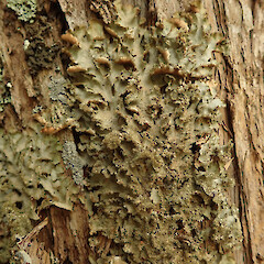 Corticolous on Kunzea amathicola, Hokianga Far North.<br>Photographer: Marley Ford, Date taken: 11/02/2020, Licence: <a target='_blank' href='https://creativecommons.org/licenses/by/4.0'>CC BY</a>. <a class='member-message' href='/nzpcn/why-join-nzpcn/' target='_blank'>Members can view a larger version of this image.</a>