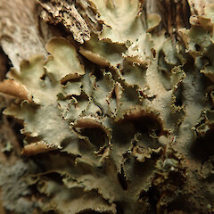Corticolous on Kunzea amathicola, Hokianga Far North.<br>Photographer: Marley Ford, Date taken: 11/02/2020, Licence: <a target='_blank' href='https://creativecommons.org/licenses/by/4.0'>CC BY</a>. <a class='member-message' href='/nzpcn/why-join-nzpcn/' target='_blank'>Members can view a larger version of this image.</a>