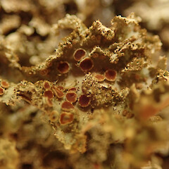 Corticolous on Kunzea amathicola, Hokianga Far North.<br>Photographer: Marley Ford, Date taken: 11/02/2020, Licence: <a target='_blank' href='https://creativecommons.org/licenses/by/4.0'>CC BY</a>. <a class='member-message' href='/nzpcn/why-join-nzpcn/' target='_blank'>Members can view a larger version of this image.</a>