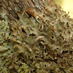 Corticolous in coastal forest, Totara North Far North.<br>Photographer: Marley Ford, Date taken: 19/01/2020, Licence: <a target='_blank' href='https://creativecommons.org/licenses/by/4.0'>CC BY</a>. <a class='member-message' href='/nzpcn/why-join-nzpcn/' target='_blank'>Members can view a larger version of this image.</a>