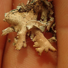 Corticolous in coastal forest, Totara North Far North.<br>Photographer: Marley Ford, Date taken: 19/01/2020, Licence: <a target='_blank' href='https://creativecommons.org/licenses/by/4.0'>CC BY</a>. <a class='member-message' href='/nzpcn/why-join-nzpcn/' target='_blank'>Members can view a larger version of this image.</a>