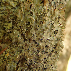 Corticolous in coastal forest, Totara North Far North.<br>Photographer: Marley Ford, Date taken: 19/01/2020, Licence: <a target='_blank' href='https://creativecommons.org/licenses/by/4.0'>CC BY</a>. <a class='member-message' href='/nzpcn/why-join-nzpcn/' target='_blank'>Members can view a larger version of this image.</a>