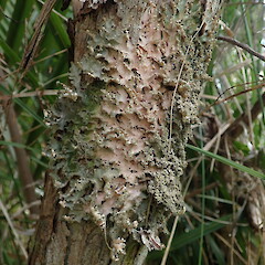 Pseudocyphellaria wilkinsii