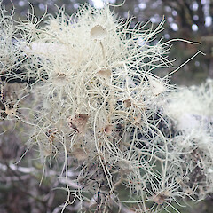 Corticolous on silver beech, Longwoods Southland.<br>Photographer: Marley Ford, Date taken: 28/05/2022, Licence: <a target='_blank' href='https://creativecommons.org/licenses/by/4.0'>CC BY</a>. <a class='member-message' href='/nzpcn/why-join-nzpcn/' target='_blank'>Members can view a larger version of this image.</a>