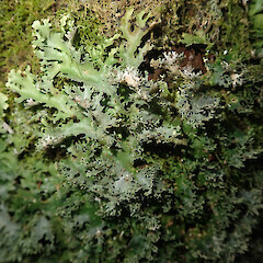 Corticolous on nikau, Ruawai Kaipara.<br>Photographer: Marley Ford, Date taken: 08/06/2019, Licence: <a target='_blank' href='https://creativecommons.org/licenses/by/4.0'>CC BY</a>. <a class='member-message' href='/nzpcn/why-join-nzpcn/' target='_blank'>Members can view a larger version of this image.</a>