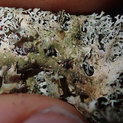 Corticolous on nikau, Ruawai Kaipara.<br>Photographer: Marley Ford, Date taken: 09/06/2019, Licence: <a target='_blank' href='https://creativecommons.org/licenses/by/4.0'>CC BY</a>. <a class='member-message' href='/nzpcn/why-join-nzpcn/' target='_blank'>Members can view a larger version of this image.</a>