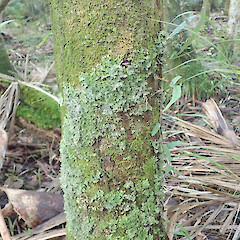 Corticolous on nikau, Ruawai Kaipara.<br>Photographer: Marley Ford, Date taken: 09/06/2019, Licence: <a target='_blank' href='https://creativecommons.org/licenses/by/4.0'>CC BY</a>. <a class='member-message' href='/nzpcn/why-join-nzpcn/' target='_blank'>Members can view a larger version of this image.</a>