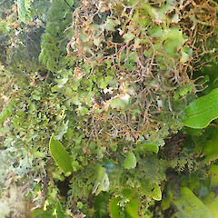 Corticolous on silver beech amongst liverworts, Wainuiomata, Wellington.<br>Photographer: Marley Ford, Date taken: 01/07/2022, Licence: <a target='_blank' href='https://creativecommons.org/licenses/by/4.0'>CC BY</a>. <a class='member-message' href='/nzpcn/why-join-nzpcn/' target='_blank'>Members can view a larger version of this image.</a>
