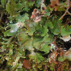 Pseudocyphellaria lindsayi