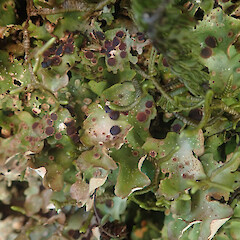 Corticolous on silver beech amongst liverworts, Wainuiomata, Wellington.<br>Photographer: Marley Ford, Date taken: 01/07/2022, Licence: <a target='_blank' href='https://creativecommons.org/licenses/by/4.0'>CC BY</a>. <a class='member-message' href='/nzpcn/why-join-nzpcn/' target='_blank'>Members can view a larger version of this image.</a>