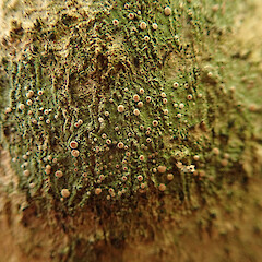 Locally common tiny lichen on mahoe, Arch Hill Auckland.<br>Photographer: Marley Ford, Date taken: 22/03/2021, Licence: <a target='_blank' href='https://creativecommons.org/licenses/by/4.0'>CC BY</a>. <a class='member-message' href='/nzpcn/why-join-nzpcn/' target='_blank'>Members can view a larger version of this image.</a>