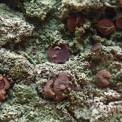 Corticolous in broadleaf forest, Waimamaku Far North.<br>Photographer: Marley Ford, Date taken: 02/05/2021, Licence: <a target='_blank' href='https://creativecommons.org/licenses/by/4.0'>CC BY</a>. <a class='member-message' href='/nzpcn/why-join-nzpcn/' target='_blank'>Members can view a larger version of this image.</a>