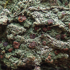 Corticolous in broadleaf forest, Waimamaku Far North.<br>Photographer: Marley Ford, Date taken: 02/05/2021, Licence: <a target='_blank' href='https://creativecommons.org/licenses/by/4.0'>CC BY</a>. <a class='member-message' href='/nzpcn/why-join-nzpcn/' target='_blank'>Members can view a larger version of this image.</a>