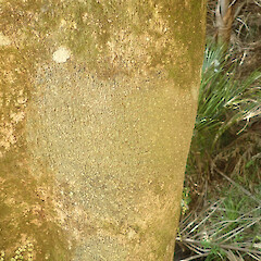 Corticolous on pukatea, Ardmore Auckland.<br>Photographer: Marley Ford, Date taken: 13/05/2022, Licence: <a target='_blank' href='https://creativecommons.org/licenses/by/4.0'>CC BY</a>. <a class='member-message' href='/nzpcn/why-join-nzpcn/' target='_blank'>Members can view a larger version of this image.</a>