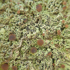 Corticolous on pukatea, Ardmore Auckland.<br>Photographer: Marley Ford, Date taken: 13/05/2022, Licence: <a target='_blank' href='https://creativecommons.org/licenses/by/4.0'>CC BY</a>. <a class='member-message' href='/nzpcn/why-join-nzpcn/' target='_blank'>Members can view a larger version of this image.</a>