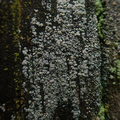 On fence post, Waimata Gisborne.<br>Photographer: Marley Ford, Date taken: 19/04/2022, Licence: <a target='_blank' href='https://creativecommons.org/licenses/by/4.0'>CC BY</a>. <a class='member-message' href='/nzpcn/why-join-nzpcn/' target='_blank'>Members can view a larger version of this image.</a>