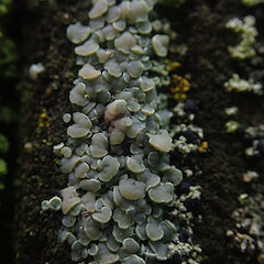 On fence post, Waimata Gisborne.<br>Photographer: Marley Ford, Date taken: 19/04/2022, Licence: <a target='_blank' href='https://creativecommons.org/licenses/by/4.0'>CC BY</a>. <a class='member-message' href='/nzpcn/why-join-nzpcn/' target='_blank'>Members can view a larger version of this image.</a>