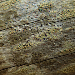 Corticolous/lignicolous on macrocarpa fence rail, Hokianga Far North.<br>Photographer: Marley Ford, Date taken: 04/05/2020, Licence: <a target='_blank' href='https://creativecommons.org/licenses/by/4.0'>CC BY</a>. <a class='member-message' href='/nzpcn/why-join-nzpcn/' target='_blank'>Members can view a larger version of this image.</a>