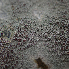 Local on London plane branch, Mt Albert Auckland.<br>Photographer: Marley Ford, Date taken: 10/09/2021, Licence: <a target='_blank' href='https://creativecommons.org/licenses/by/4.0'>CC BY</a>. <a class='member-message' href='/nzpcn/why-join-nzpcn/' target='_blank'>Members can view a larger version of this image.</a>