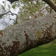 Local on London plane branch, Mt Albert Auckland.<br>Photographer: Marley Ford, Date taken: 10/09/2021, Licence: <a target='_blank' href='https://creativecommons.org/licenses/by/4.0'>CC BY</a>. <a class='member-message' href='/nzpcn/why-join-nzpcn/' target='_blank'>Members can view a larger version of this image.</a>
