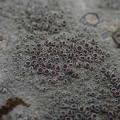 Local on London plane branch, Mt Albert Auckland.<br>Photographer: Marley Ford, Date taken: 10/09/2021, Licence: <a target='_blank' href='https://creativecommons.org/licenses/by/4.0'>CC BY</a>. <a class='member-message' href='/nzpcn/why-join-nzpcn/' target='_blank'>Members can view a larger version of this image.</a>