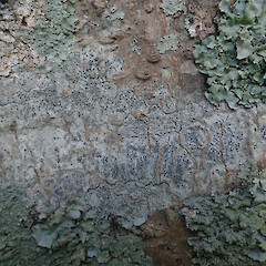 Corticolous on kohekohe, Cornwall Park Auckland.<br>Photographer: Marley Ford, Date taken: 08/10/2021, Licence: <a target='_blank' href='https://creativecommons.org/licenses/by/4.0'>CC BY</a>. <a class='member-message' href='/nzpcn/why-join-nzpcn/' target='_blank'>Members can view a larger version of this image.</a>