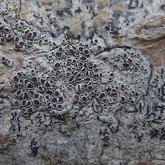 Lecanora argentata