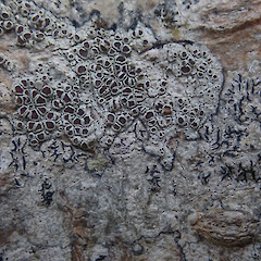 Corticolous on kohekohe, Cornwall Park Auckland.<br>Photographer: Marley Ford, Date taken: 08/10/2021, Licence: <a target='_blank' href='https://creativecommons.org/licenses/by/4.0'>CC BY</a>. <a class='member-message' href='/nzpcn/why-join-nzpcn/' target='_blank'>Members can view a larger version of this image.</a>