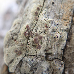 Apothecia, Waimata Gisborne.<br>Photographer: Marley Ford, Date taken: 25/01/2022, Licence: <a target='_blank' href='https://creativecommons.org/licenses/by/4.0'>CC BY</a>. <a class='member-message' href='/nzpcn/why-join-nzpcn/' target='_blank'>Members can view a larger version of this image.</a>
