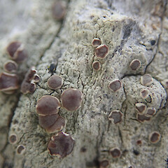 Apothecia, Waimata Gisborne.<br>Photographer: Marley Ford, Date taken: 25/01/2022, Licence: <a target='_blank' href='https://creativecommons.org/licenses/by/4.0'>CC BY</a>. <a class='member-message' href='/nzpcn/why-join-nzpcn/' target='_blank'>Members can view a larger version of this image.</a>