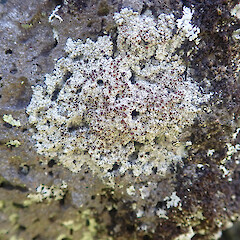 Lecanora galactiniza