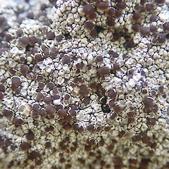 Saxicolous on basalt rockwall, Cornwall Park Auckland.<br>Photographer: Marley Ford, Date taken: 03/01/2022, Licence: <a target='_blank' href='https://creativecommons.org/licenses/by/4.0'>CC BY</a>. <a class='member-message' href='/nzpcn/why-join-nzpcn/' target='_blank'>Members can view a larger version of this image.</a>