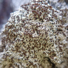 Saxicolous on basalt rockwall, Cornwall Park Auckland.<br>Photographer: Marley Ford, Date taken: 03/01/2022, Licence: <a target='_blank' href='https://creativecommons.org/licenses/by/4.0'>CC BY</a>. <a class='member-message' href='/nzpcn/why-join-nzpcn/' target='_blank'>Members can view a larger version of this image.</a>