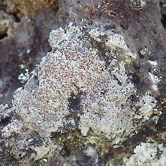 Saxicolous on basalt rockwall, Cornwall Park Auckland.<br>Photographer: Marley Ford, Date taken: 03/01/2022, Licence: <a target='_blank' href='https://creativecommons.org/licenses/by/4.0'>CC BY</a>. <a class='member-message' href='/nzpcn/why-join-nzpcn/' target='_blank'>Members can view a larger version of this image.</a>