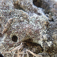 Saxicolous on basalt rockwall, Cornwall Park Auckland.<br>Photographer: Marley Ford, Date taken: 03/01/2022, Licence: <a target='_blank' href='https://creativecommons.org/licenses/by/4.0'>CC BY</a>. <a class='member-message' href='/nzpcn/why-join-nzpcn/' target='_blank'>Members can view a larger version of this image.</a>