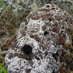 Local on basalt rocks under ribbonwood, Meola Auckland.<br>Photographer: Marley Ford, Date taken: 03/10/2021, Licence: <a target='_blank' href='https://creativecommons.org/licenses/by/4.0'>CC BY</a>. <a class='member-message' href='/nzpcn/why-join-nzpcn/' target='_blank'>Members can view a larger version of this image.</a>