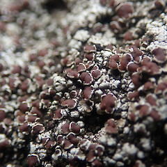 Local on basalt rocks under ribbonwood, Meola Auckland.<br>Photographer: Marley Ford, Date taken: 03/10/2021, Licence: <a target='_blank' href='https://creativecommons.org/licenses/by/4.0'>CC BY</a>. <a class='member-message' href='/nzpcn/why-join-nzpcn/' target='_blank'>Members can view a larger version of this image.</a>