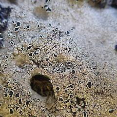Lecanora melacarpella