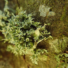 Corticolous on kowhai, Christchurch.<br>Photographer: Marley Ford, Date taken: 03/07/2020, Licence: <a target='_blank' href='https://creativecommons.org/licenses/by/4.0'>CC BY</a>. <a class='member-message' href='/nzpcn/why-join-nzpcn/' target='_blank'>Members can view a larger version of this image.</a>
