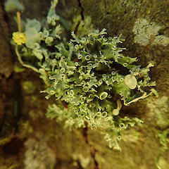 Corticolous on kowhai, Christchurch.<br>Photographer: Marley Ford, Date taken: 03/07/2020, Licence: <a target='_blank' href='https://creativecommons.org/licenses/by/4.0'>CC BY</a>. <a class='member-message' href='/nzpcn/why-join-nzpcn/' target='_blank'>Members can view a larger version of this image.</a>