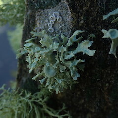 On concrete fence post, Port Chalmers Dunedin.<br>Photographer: Marley Ford, Date taken: 14/11/2019, Licence: <a target='_blank' href='https://creativecommons.org/licenses/by/4.0'>CC BY</a>. <a class='member-message' href='/nzpcn/why-join-nzpcn/' target='_blank'>Members can view a larger version of this image.</a>