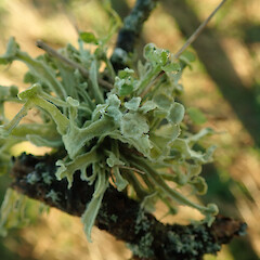Ramalina inflexa