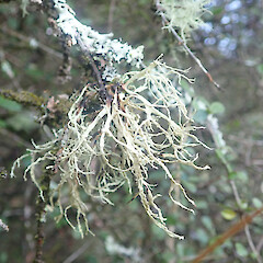 Corticolous on forest margin, Dunsdale Southland.<br>Photographer: Marley Ford, Date taken: 26/05/2022, Licence: <a target='_blank' href='https://creativecommons.org/licenses/by/4.0'>CC BY</a>. <a class='member-message' href='/nzpcn/why-join-nzpcn/' target='_blank'>Members can view a larger version of this image.</a>