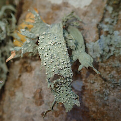 On birch, Christchurch Canterbury.<br>Photographer: Marley Ford, Date taken: 26/04/2019, Licence: <a target='_blank' href='https://creativecommons.org/licenses/by/4.0'>CC BY</a>. <a class='member-message' href='/nzpcn/why-join-nzpcn/' target='_blank'>Members can view a larger version of this image.</a>