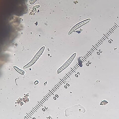 Corticolous on tawa, Waimata Gisborne.<br>Photographer: Andrew Marshall, Date taken: 04/08/2022, Licence: <a target='_blank' href='https://creativecommons.org/licenses/by/4.0'>CC BY</a>. <a class='member-message' href='/nzpcn/why-join-nzpcn/' target='_blank'>Members can view a larger version of this image.</a>