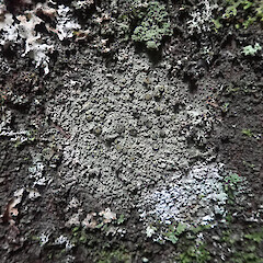Corticolous on tawa, Waimata Gisborne.<br>Photographer: Marley Ford, Date taken: 24/01/2022, Licence: <a target='_blank' href='https://creativecommons.org/licenses/by/4.0'>CC BY</a>. <a class='member-message' href='/nzpcn/why-join-nzpcn/' target='_blank'>Members can view a larger version of this image.</a>