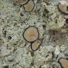 Corticolous on tawa, Waimata Gisborne.<br>Photographer: Marley Ford, Date taken: 24/01/2022, Licence: <a target='_blank' href='https://creativecommons.org/licenses/by/4.0'>CC BY</a>. <a class='member-message' href='/nzpcn/why-join-nzpcn/' target='_blank'>Members can view a larger version of this image.</a>