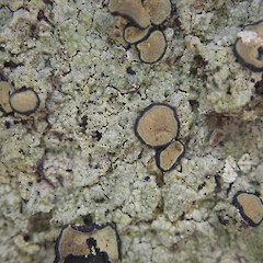 Corticolous on tawa, Waimata Gisborne.<br>Photographer: Marley Ford, Date taken: 24/01/2022, Licence: <a target='_blank' href='https://creativecommons.org/licenses/by/4.0'>CC BY</a>. <a class='member-message' href='/nzpcn/why-join-nzpcn/' target='_blank'>Members can view a larger version of this image.</a>