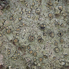 Cresponea plurilocularis